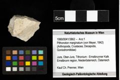 Foto (Objekt + Etiketten) von Pithonoton marginatum (von Meyer, 1842) 